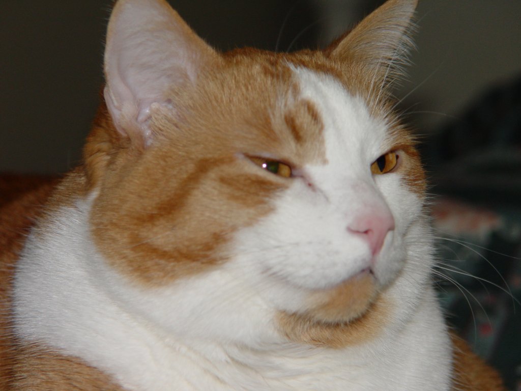 Jabba Jabba